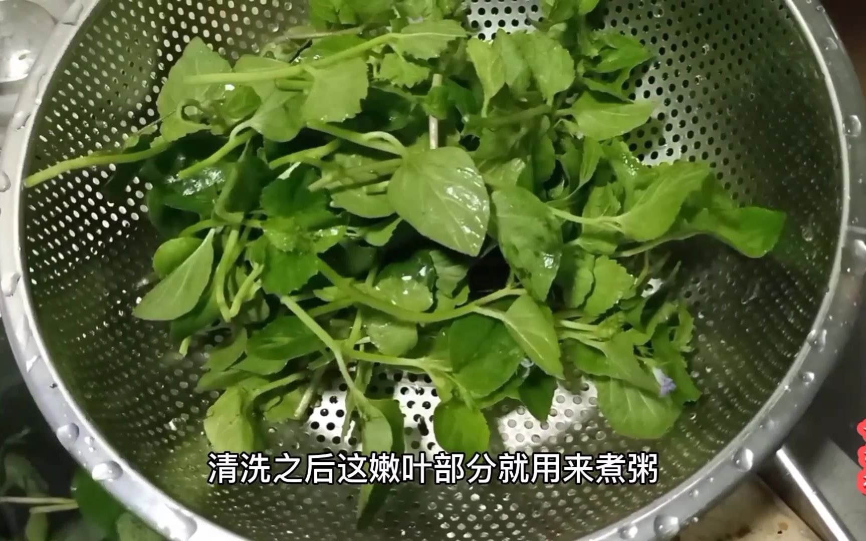 农村1种土名叫姐妹菜的药食两用植物可煲粥炒食或凉拌