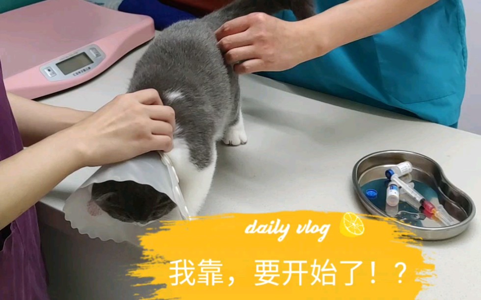 【蓝白猫打针】大型杀猫现场⊙▽⊙哔哩哔哩bilibili