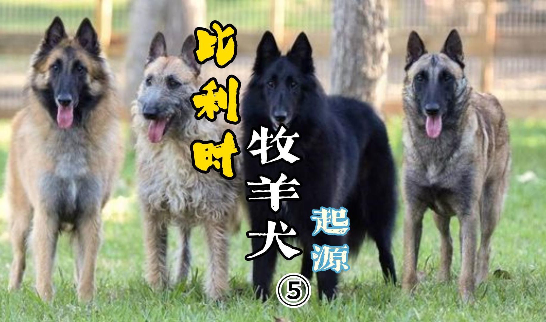 硬核科普 |格罗安达犬和特佛伦犬发展历史哔哩哔哩bilibili