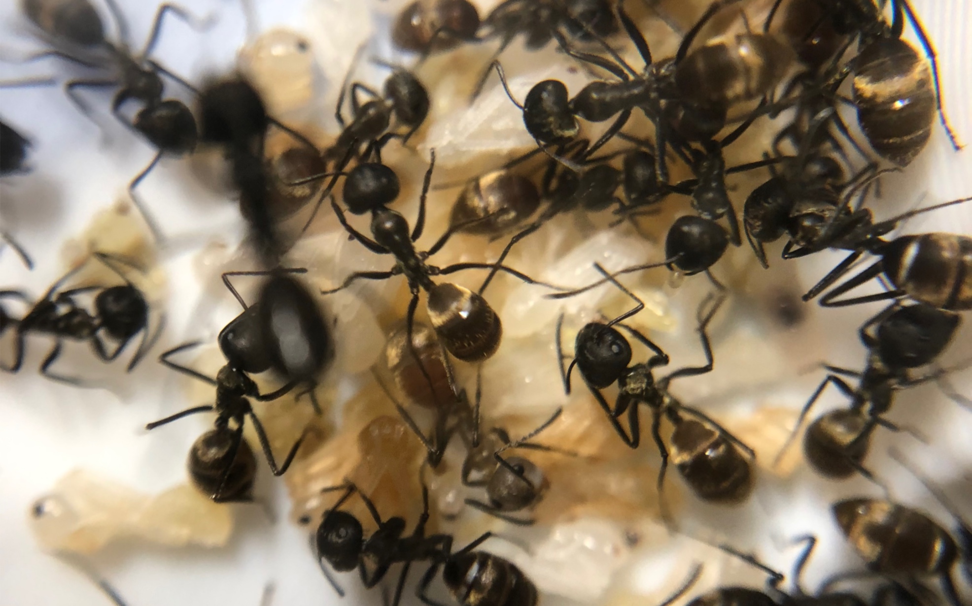 【蚂蚁日常】来氏平头蚁捕食黑翅土白蚁繁殖蚁