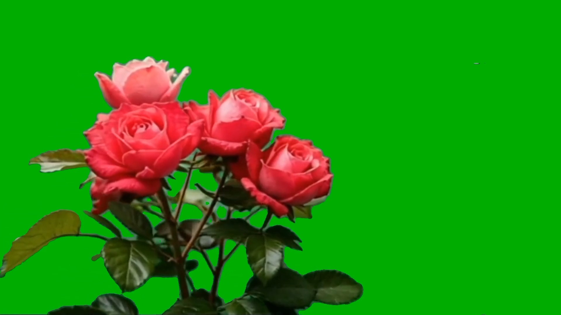 绿幕视频素材玫瑰