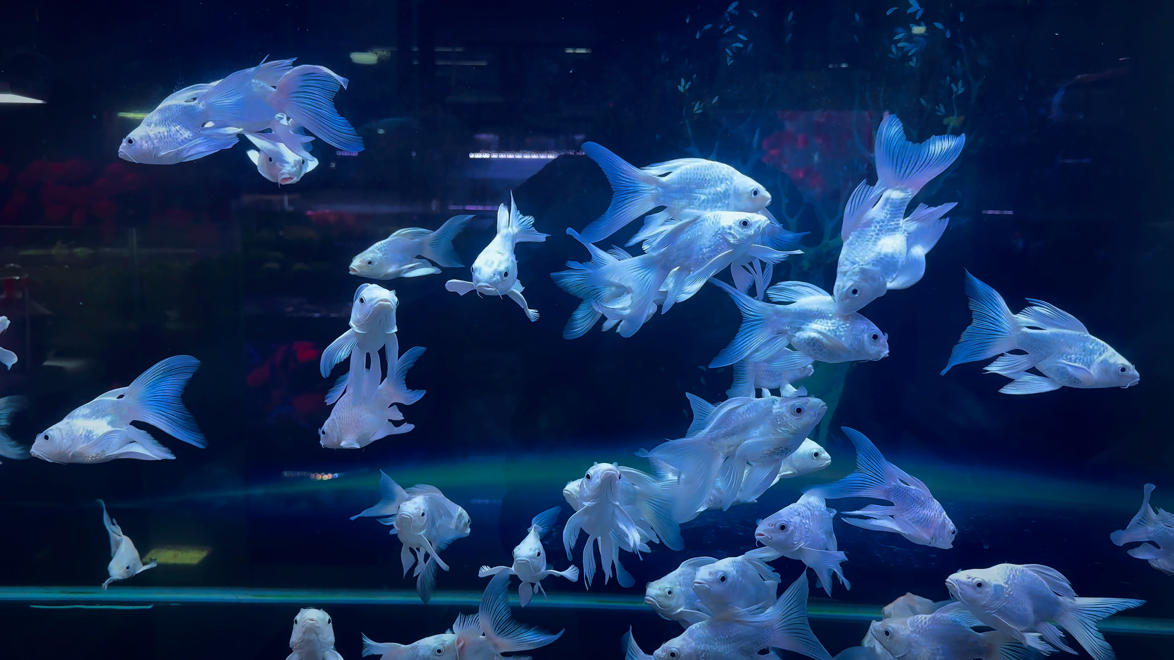 看过了繁花,来看看繁鱼,一起来欣赏一下蝴蝶鲤的群游世界