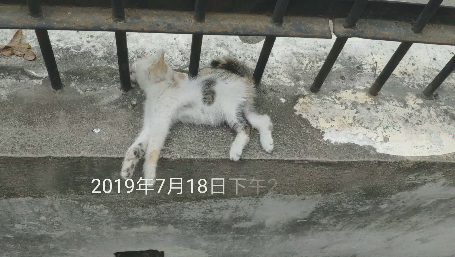 [图]【流浪猫】我遇见了一只濒死的流浪猫