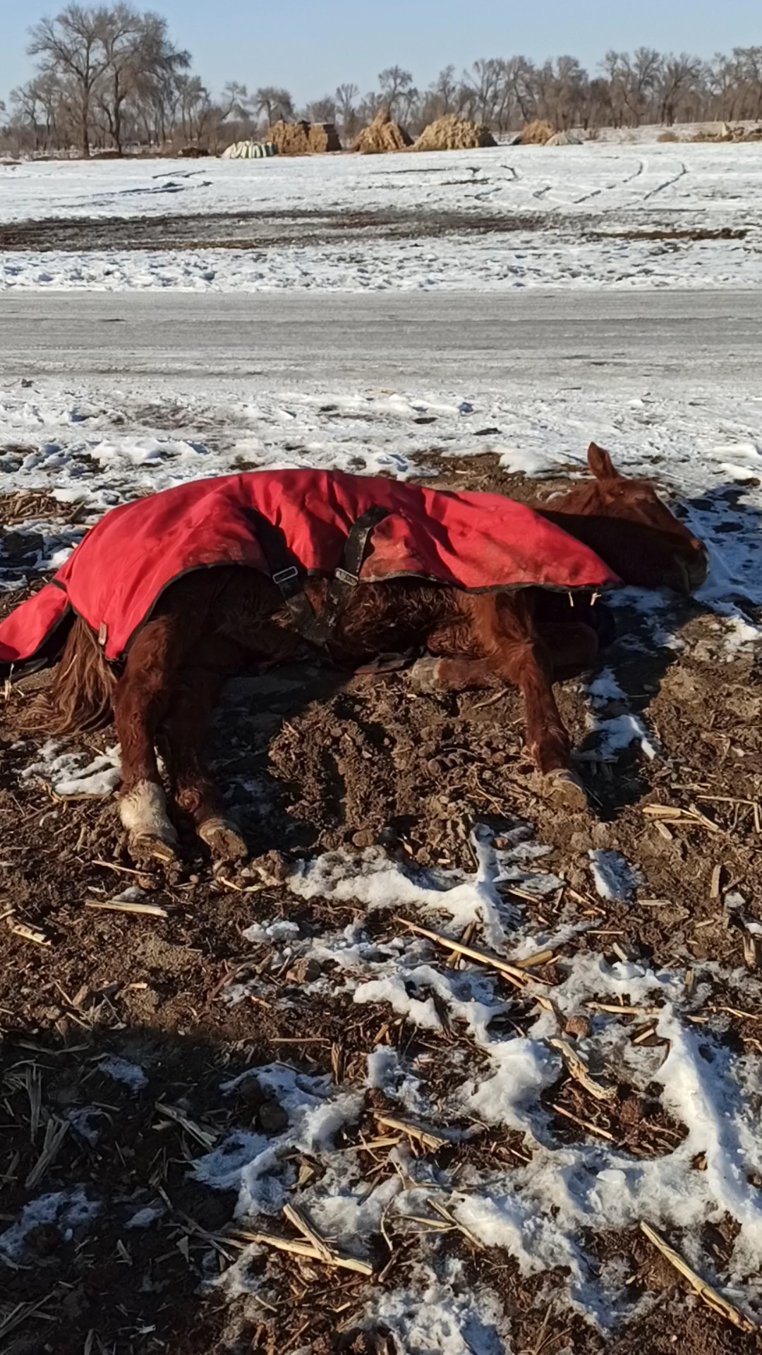 死驴不怕开水烫