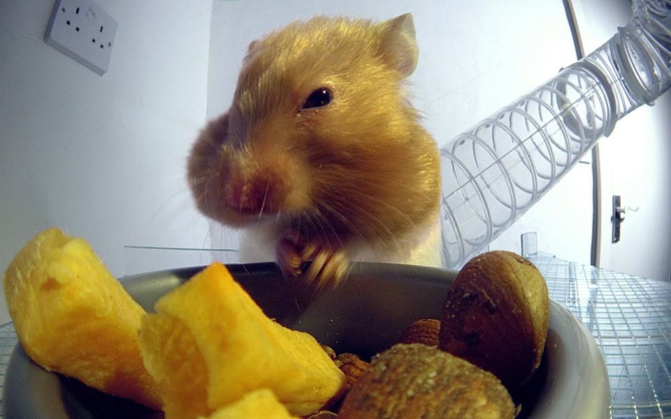 【bbc记录片】走进仓鼠的脸颊 | pets - wild at heart: episode 1