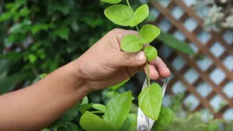 Video herunterladen: 茉莉花修剪完之后，还是不长分枝你肯定是没做好这一步