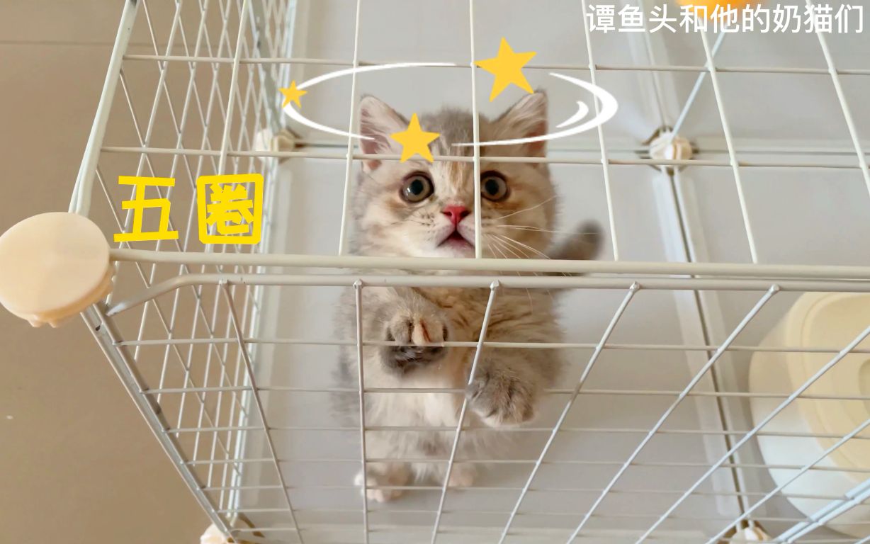 [图]女友：快看你送的猫，有点傻……