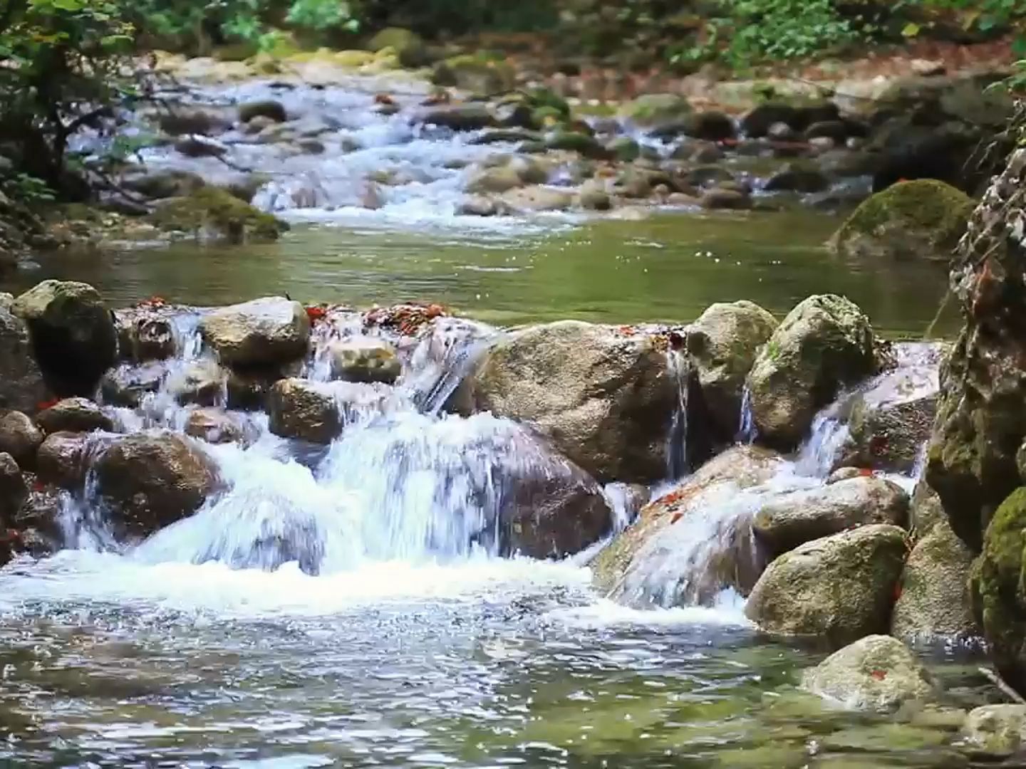 大自然的声音,鸟鸣,山间小溪,水流声,学习,放松,减压,助眠,治愈