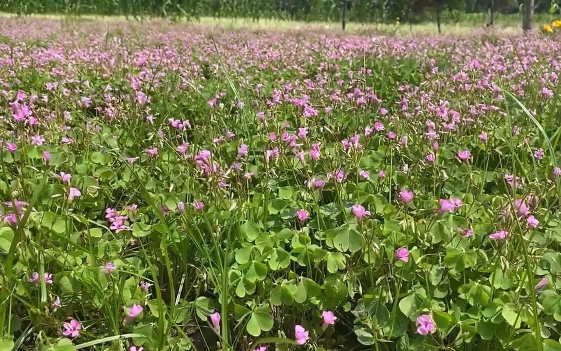 红花草 多年生宿根草本花卉植物 园林常用经典观花苗木 夏季开放花草哔哩哔哩bilibili