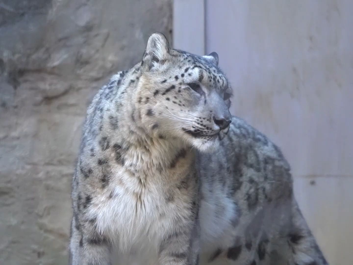 多摩动物园 慵懒的雪豹 pt.45