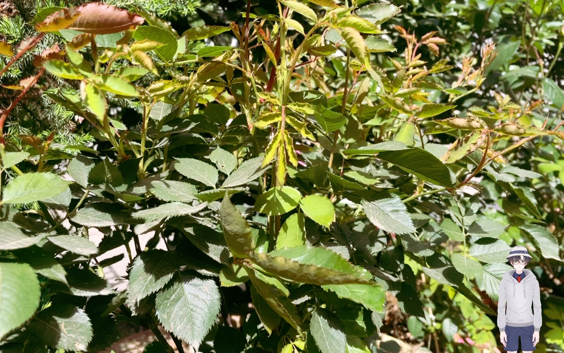 加百列大天使月季第一波花后修剪现在的状态大有爆盆的趋势