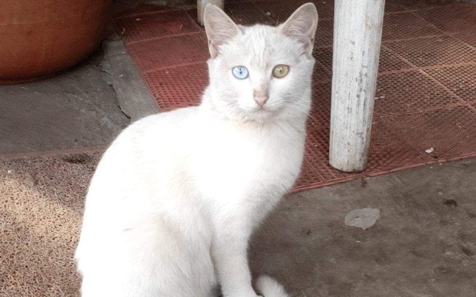 白色异瞳流浪猫 这算稀有吗