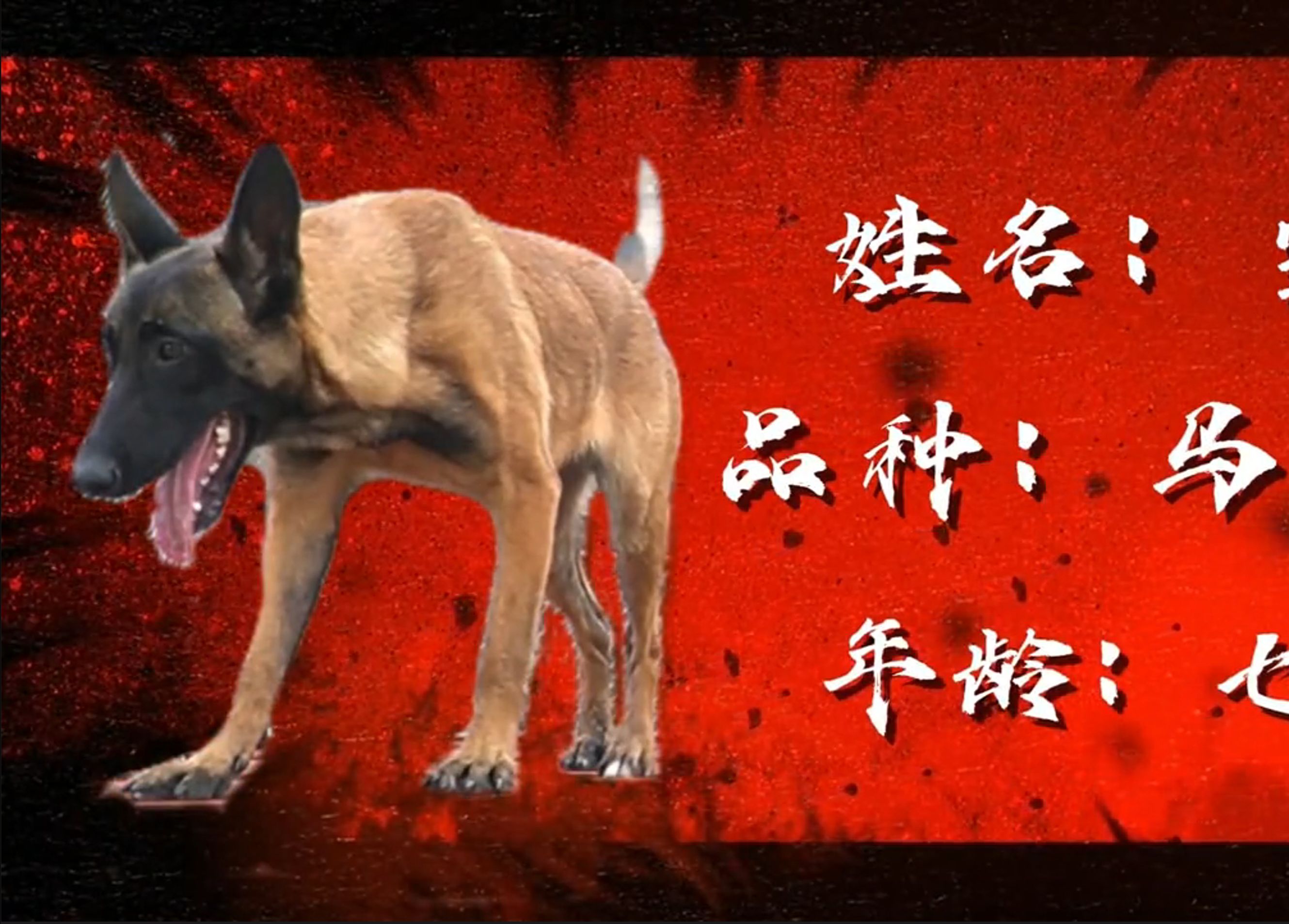 预备役小警犬,揭秘警犬训练内容哔哩哔哩bilibili