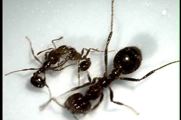 蚂蚁大战 火蚁内斗 入侵大工vs热带大工 入侵火蚁vs热带火蚁 斗蚁