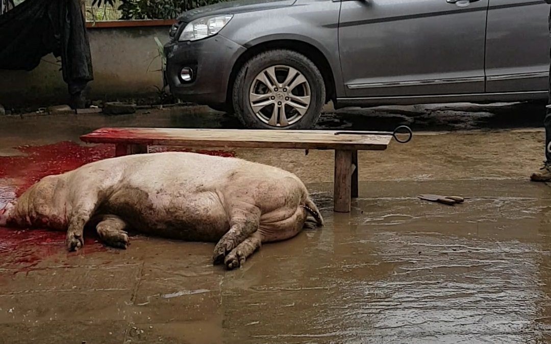 [图]外公家杀猪了