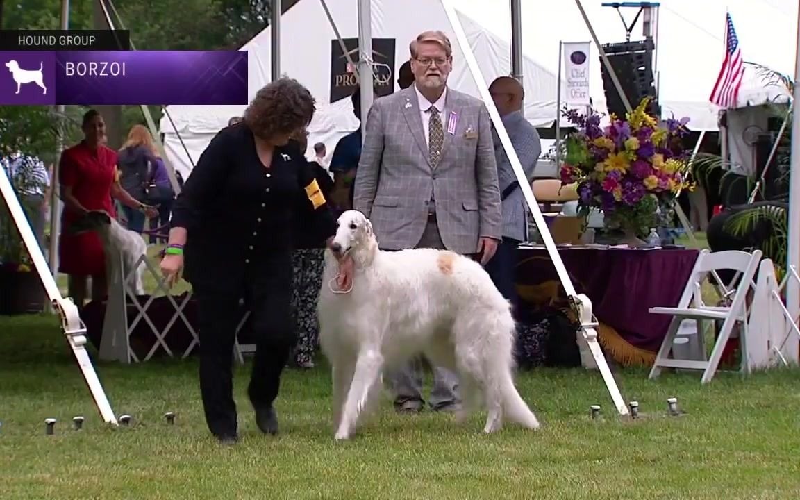 [图]2021西敏寺犬展：苏俄猎狼犬