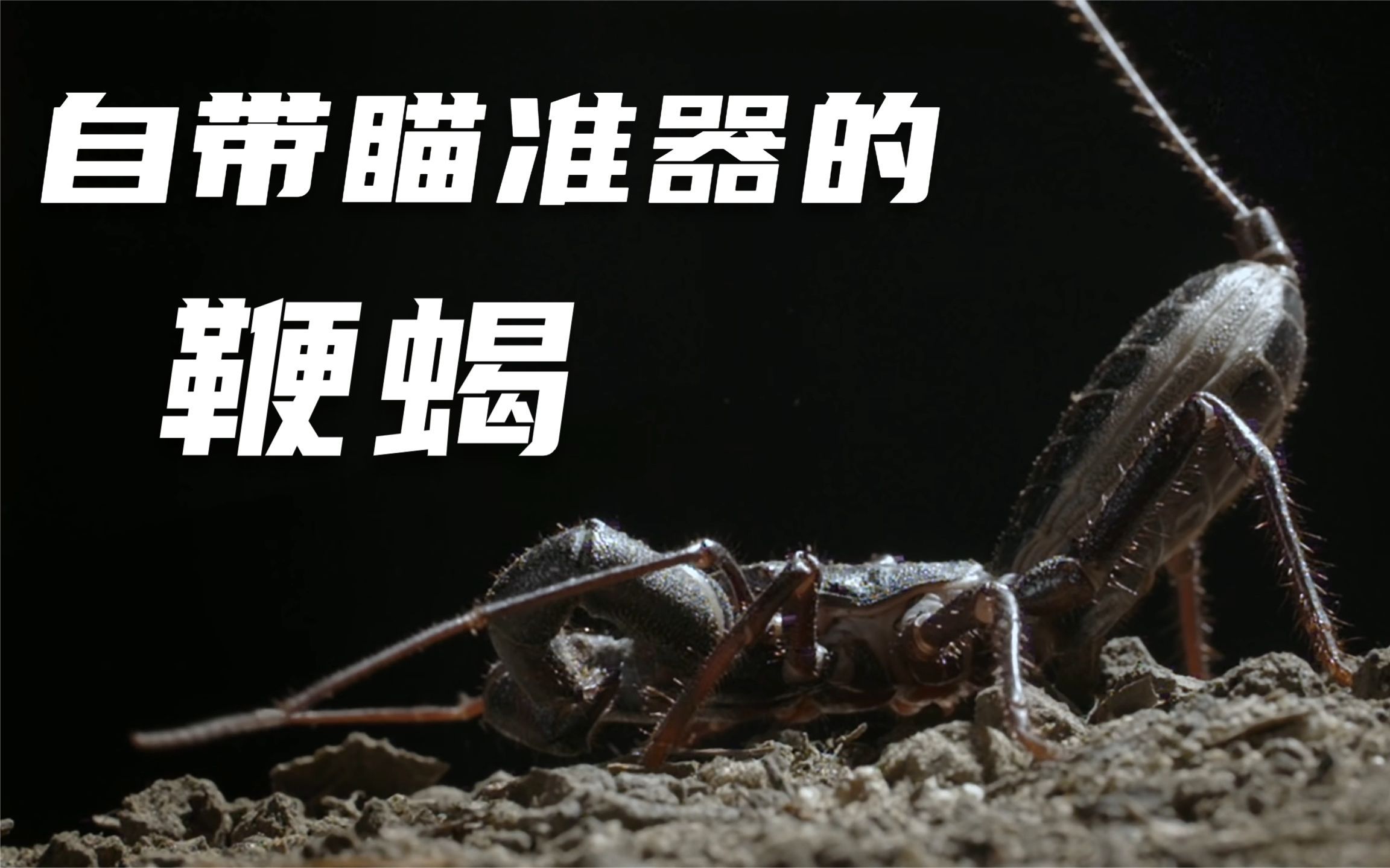 活动  长相奇特的无毒鞭蝎,遇到天敌尾巴竟会自动瞄准喷出酸液.