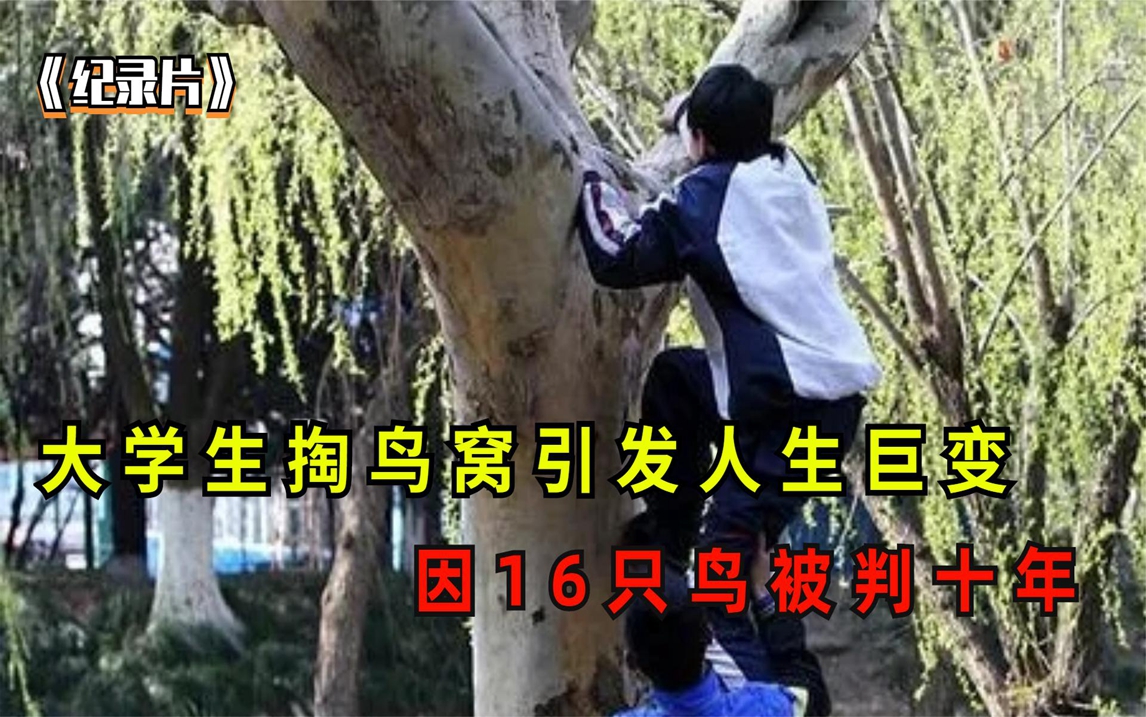 大学生掏鸟窝引发人生巨变,因16只鸟被判十年,父亲得知后崩溃了