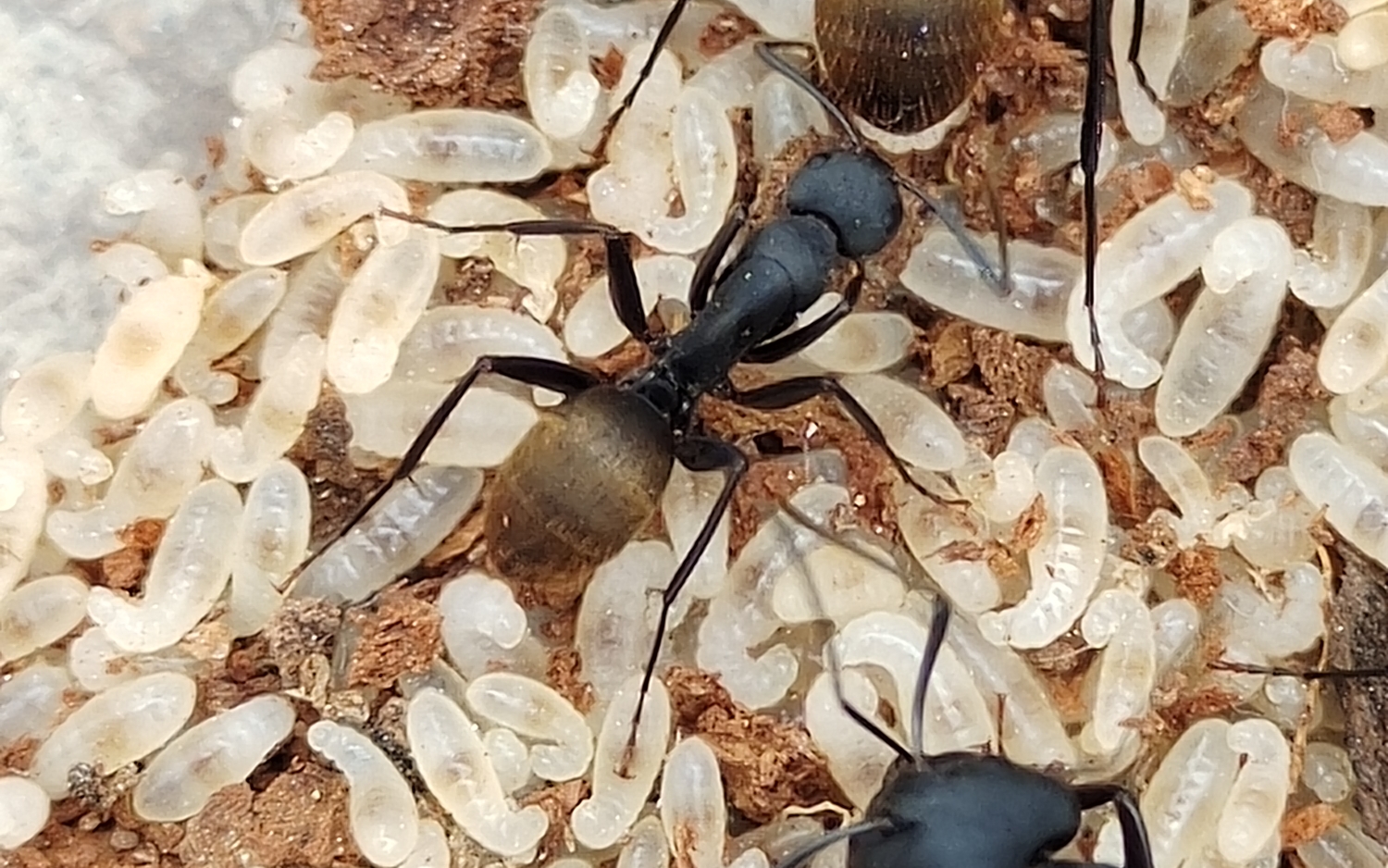 野采蚂蚁 金毛弓背蚁