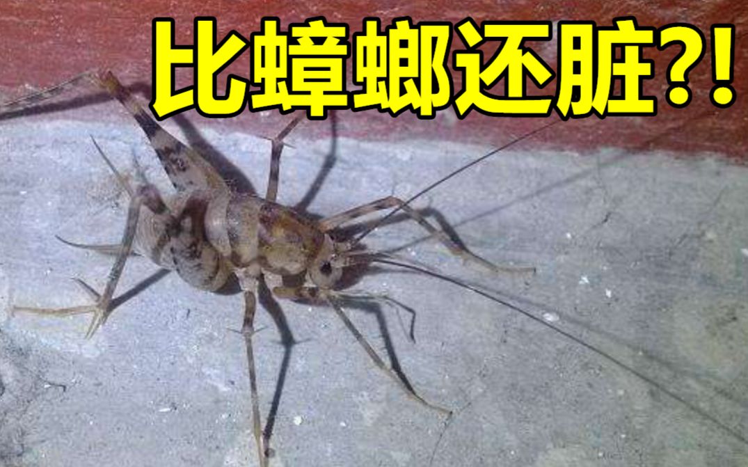 【家栖系列】它经常跑进你家,你以为它只是蟋蟀,其实它比蟑螂还脏!