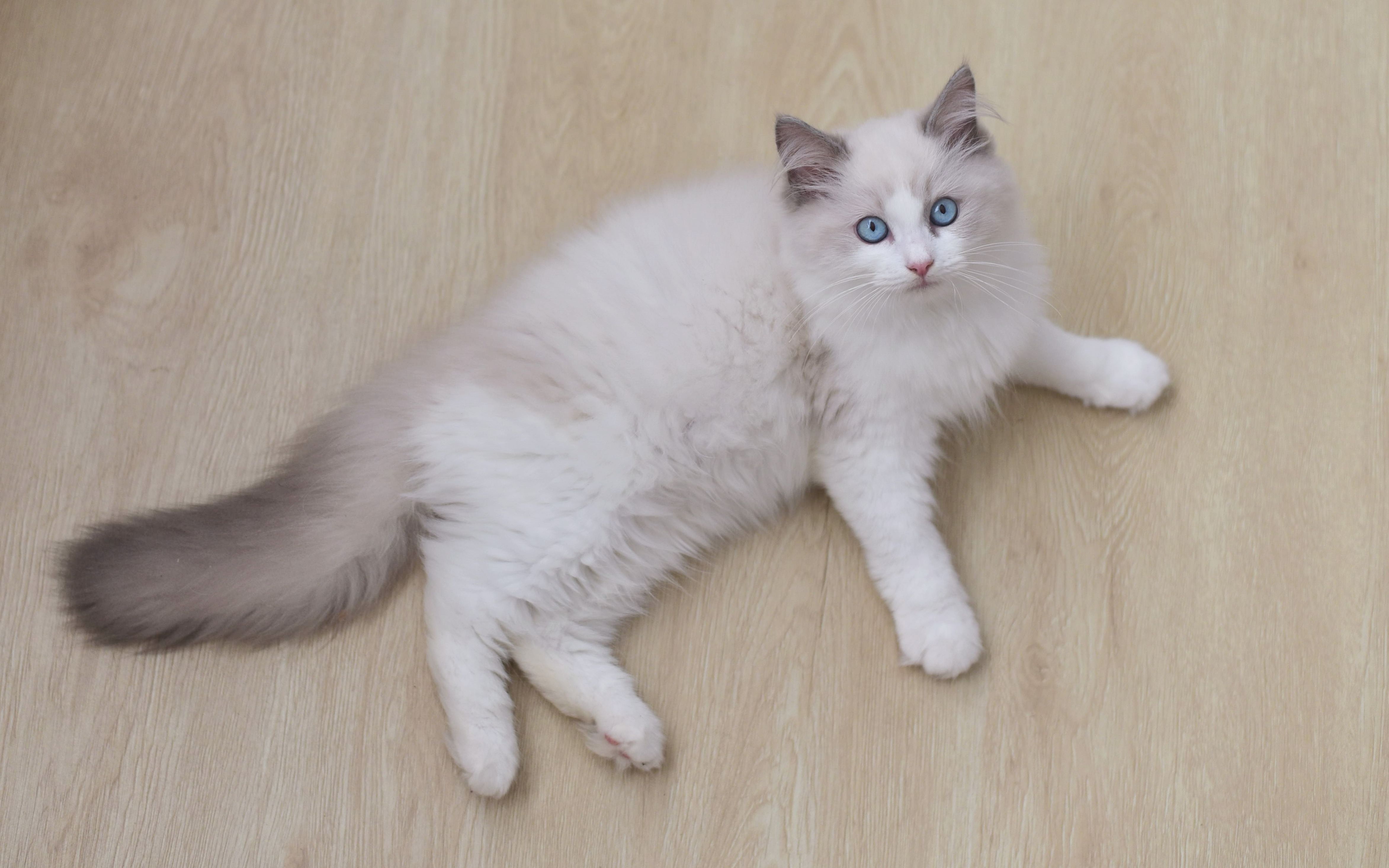 0611b蓝双布偶猫弟弟