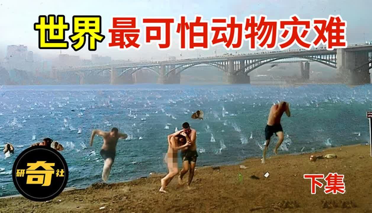 14种最可怕的动物灾难!蛇雨竟然真的存在,科学家也无法解释!哔哩哔哩bilibili