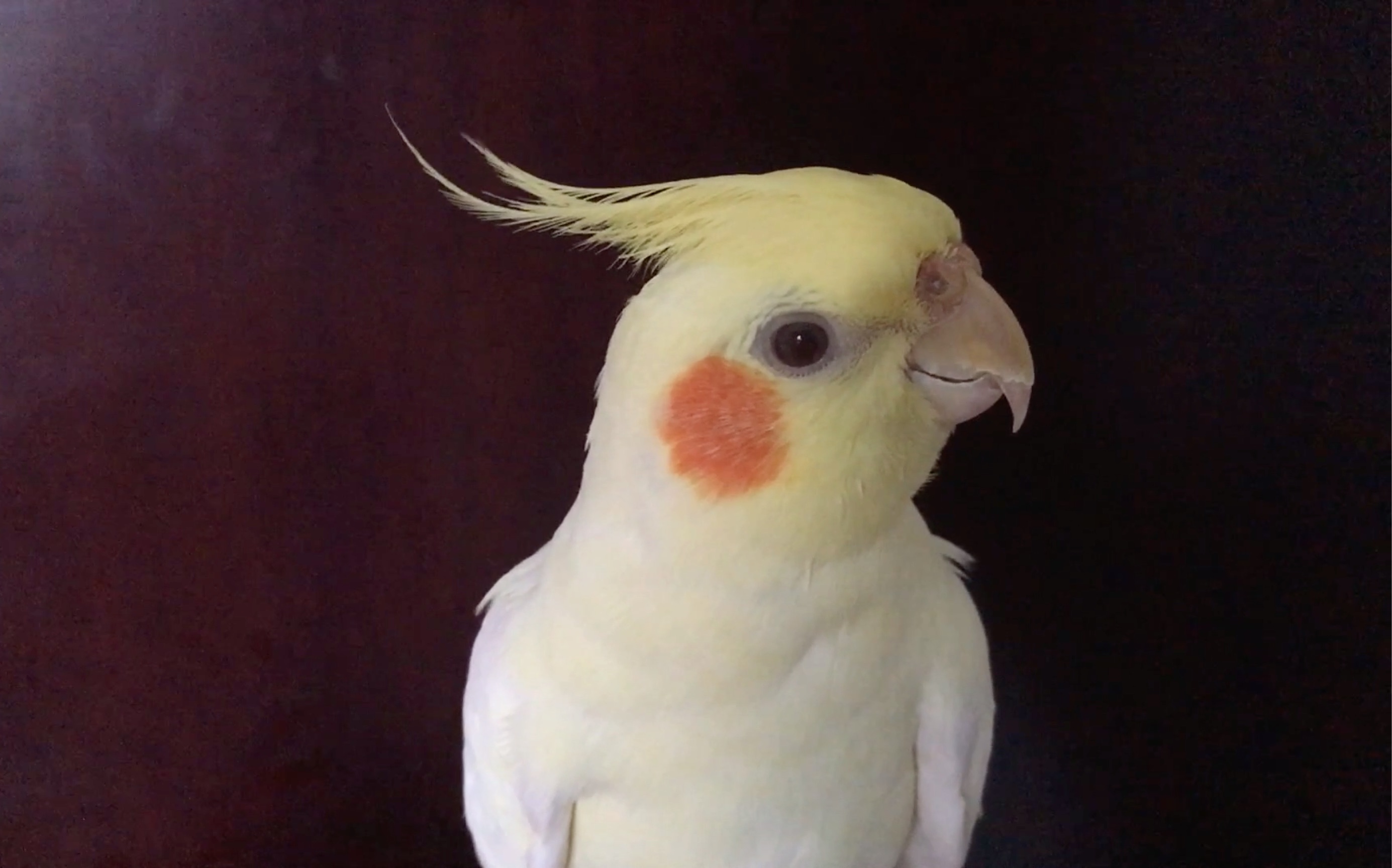 沙雕音乐课一只总是欲言又止欲说还羞的腮红鸡和一个不会吹口哨却试图