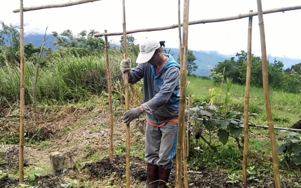 用竹子给四季豆搭个架子.山里生活的十八般武艺