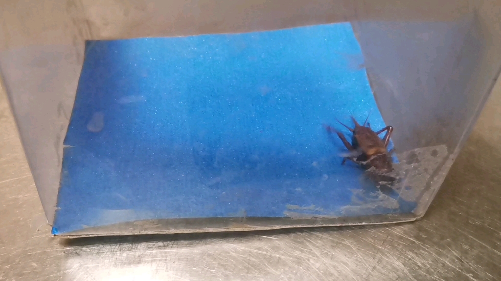 虫王争霸赛第二季之花生大蟋雄性vs麻步甲