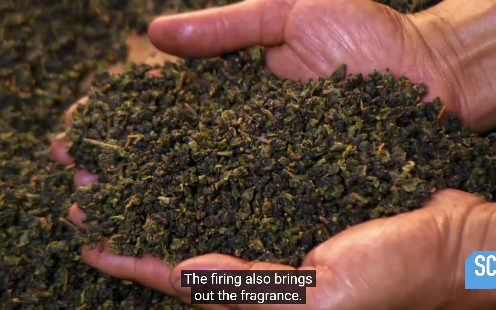 [图]How It's Made_ Tea茶的制作过程 英语学习