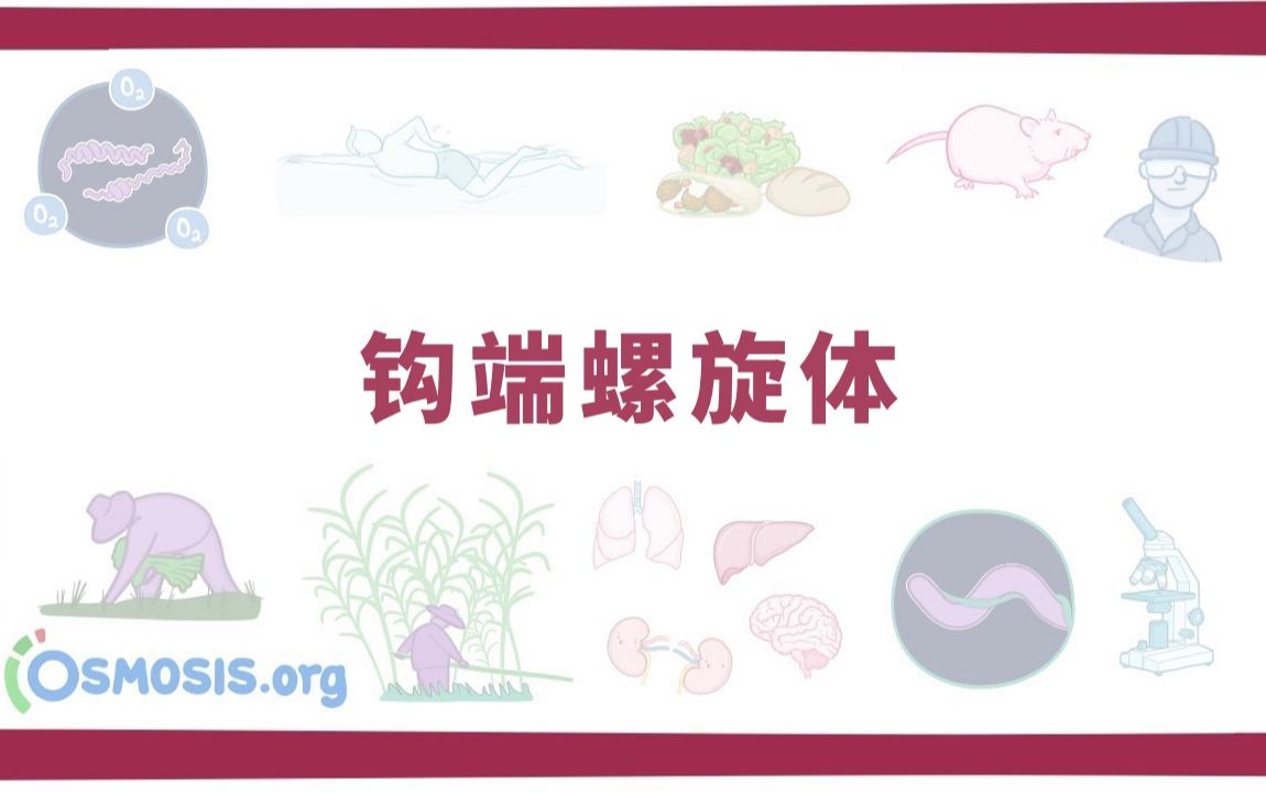 【预习】钩端螺旋体 Leptospira(中英字幕)哔哩哔哩bilibili