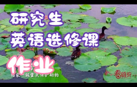 英语选修课跨文化交际作业哔哩哔哩bilibili