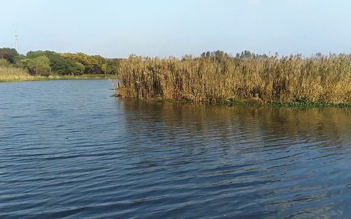 [图]湿地公园里的芦苇荡，秋风里有点凄凉，它也有远去的青春