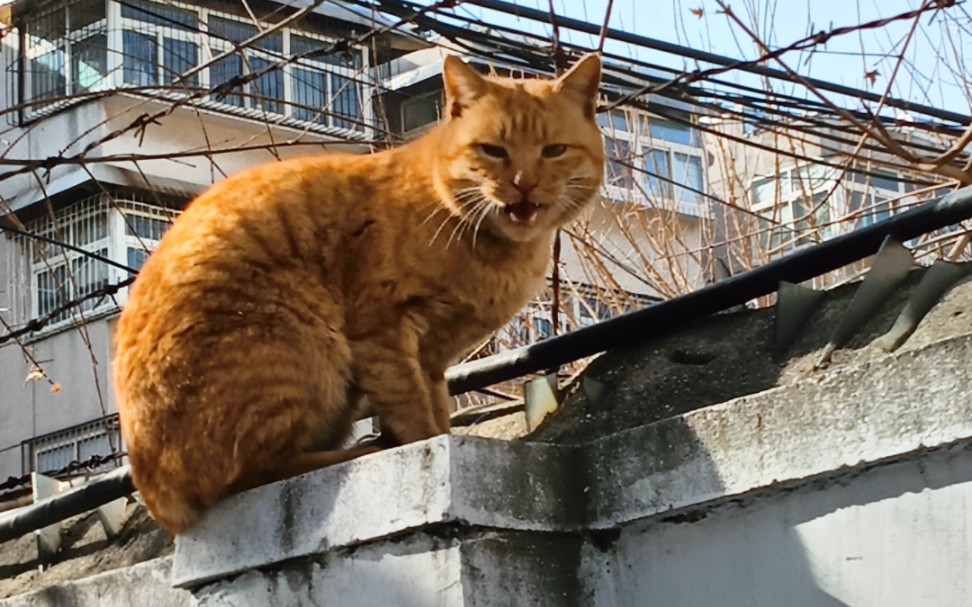 镇墙将军大橘猫