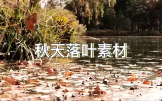 拾光｜秋天落叶短视频素材分享