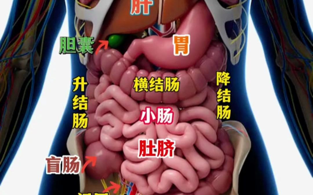 小肚子器官分布图图片