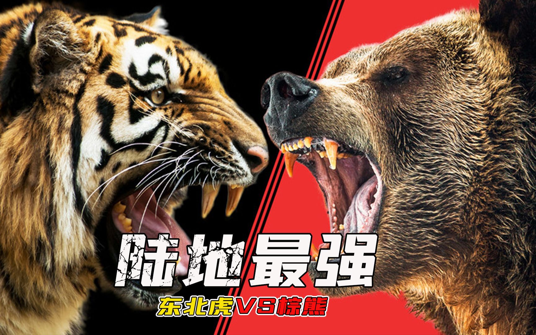 东北虎遇到棕熊,谁才是陆地最强?