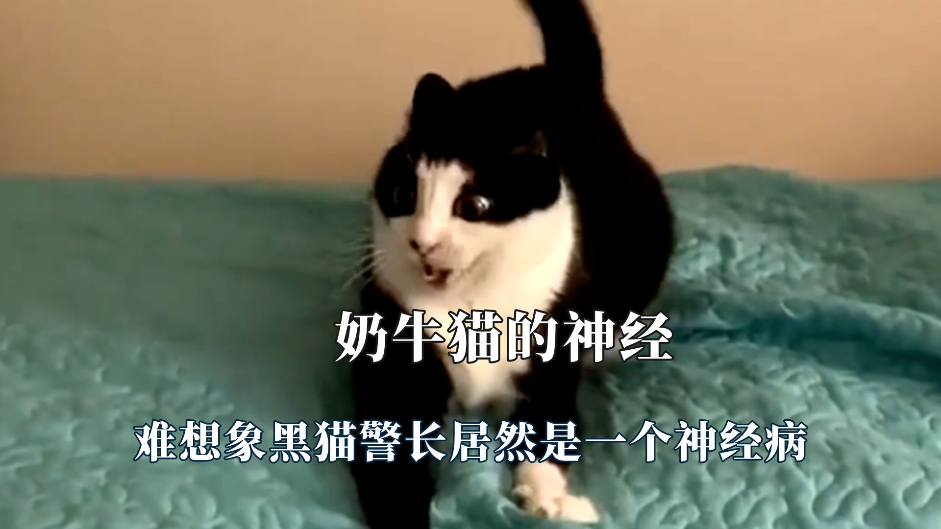 直观的感受到奶牛猫的神经，黑猫警长是精神病