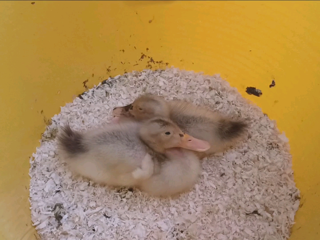 小鸭子犯困中(萌)