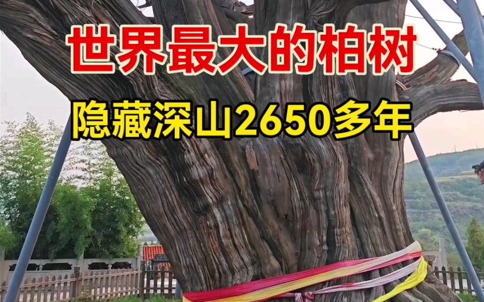 世界最大的柏树竟藏在山西深山之中,树龄2650多年,需要10几个人手拉手才能抱住,被称为华夏第一柏!哔哩哔哩bilibili