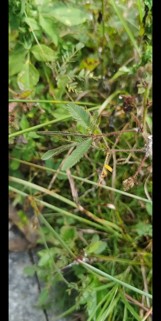 我们一起戳含羞草,一起草草草草草哔哩哔哩bilibili