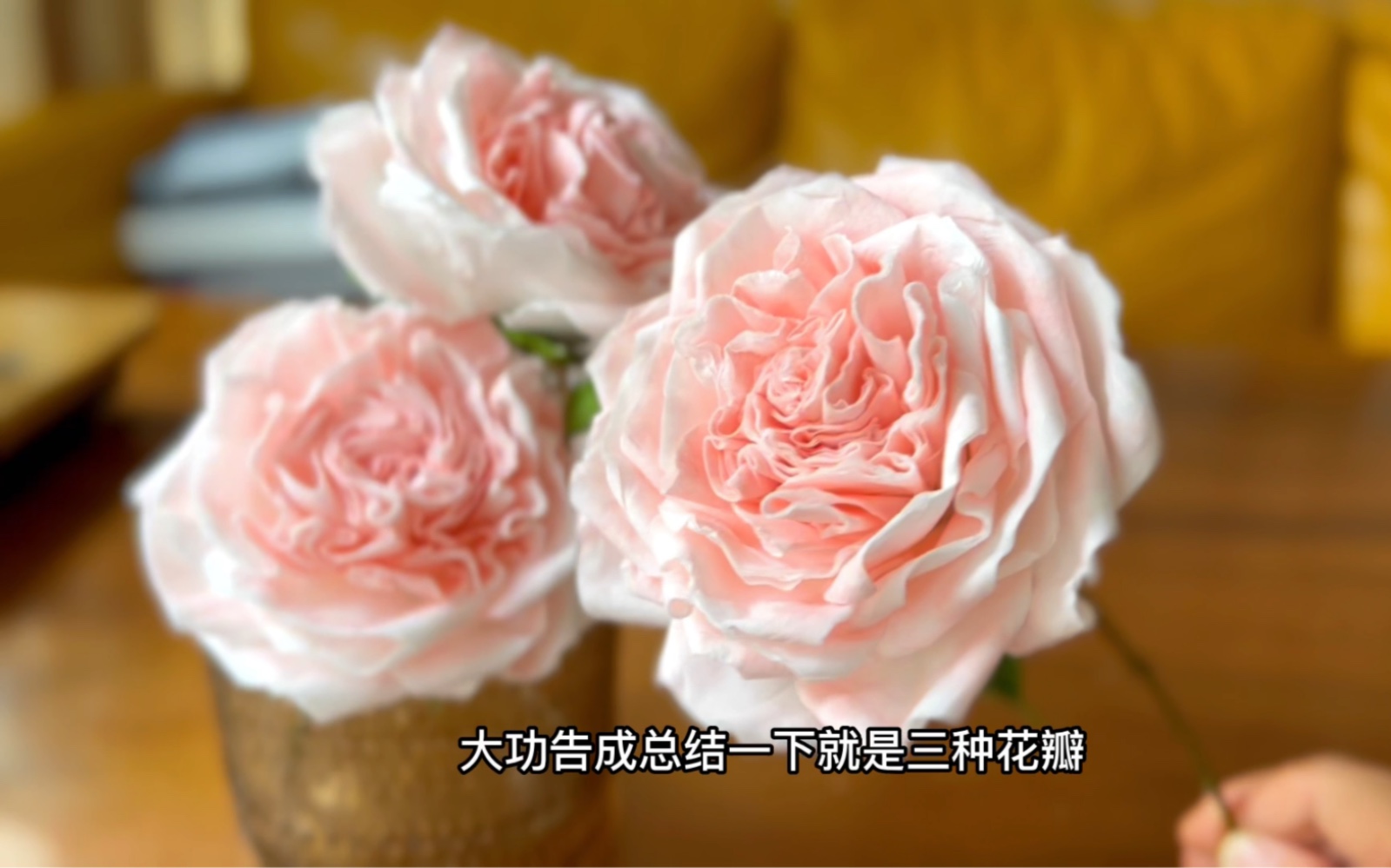 [图]【卫生纸】做的月季花【奥斯汀】你说说有几分像？