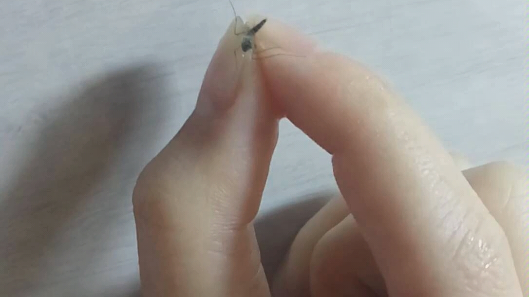 【绝技:徒手抓蚊子】这是春节的冬天呀!