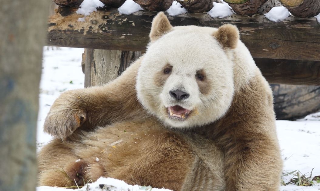 【大熊猫七仔】竹球球什么的并不在意,只要好吃的南瓜