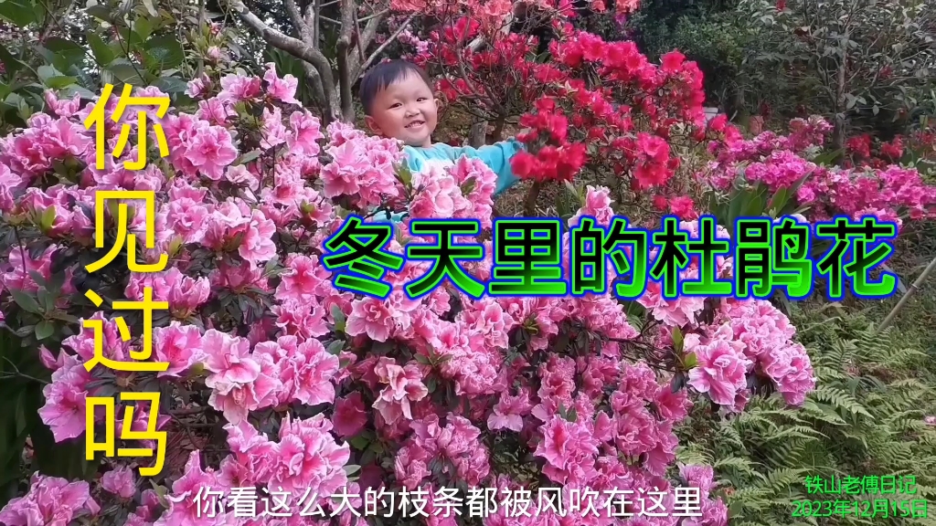 [图]隆冬季节杜鹃花盛开，你见过吗？实乃杜鹃花的特性气候的促成