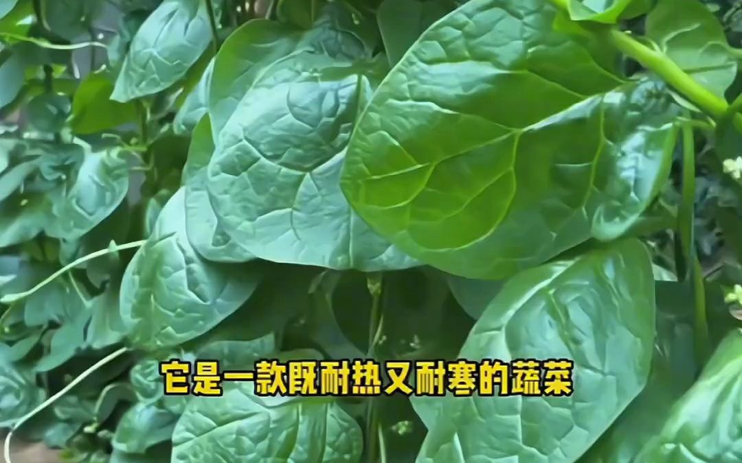 木耳菜种子 阳台小院均可种植哔哩哔哩bilibili