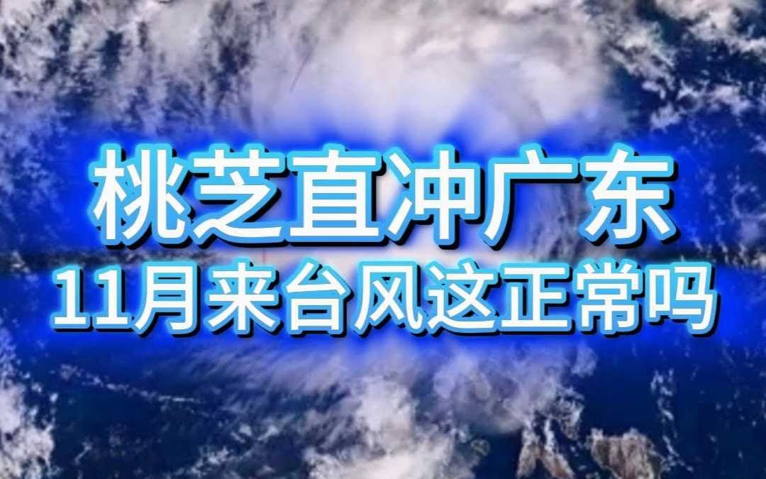 11月想在广东上岸?桃芝你可真敢想啊!哔哩哔哩bilibili