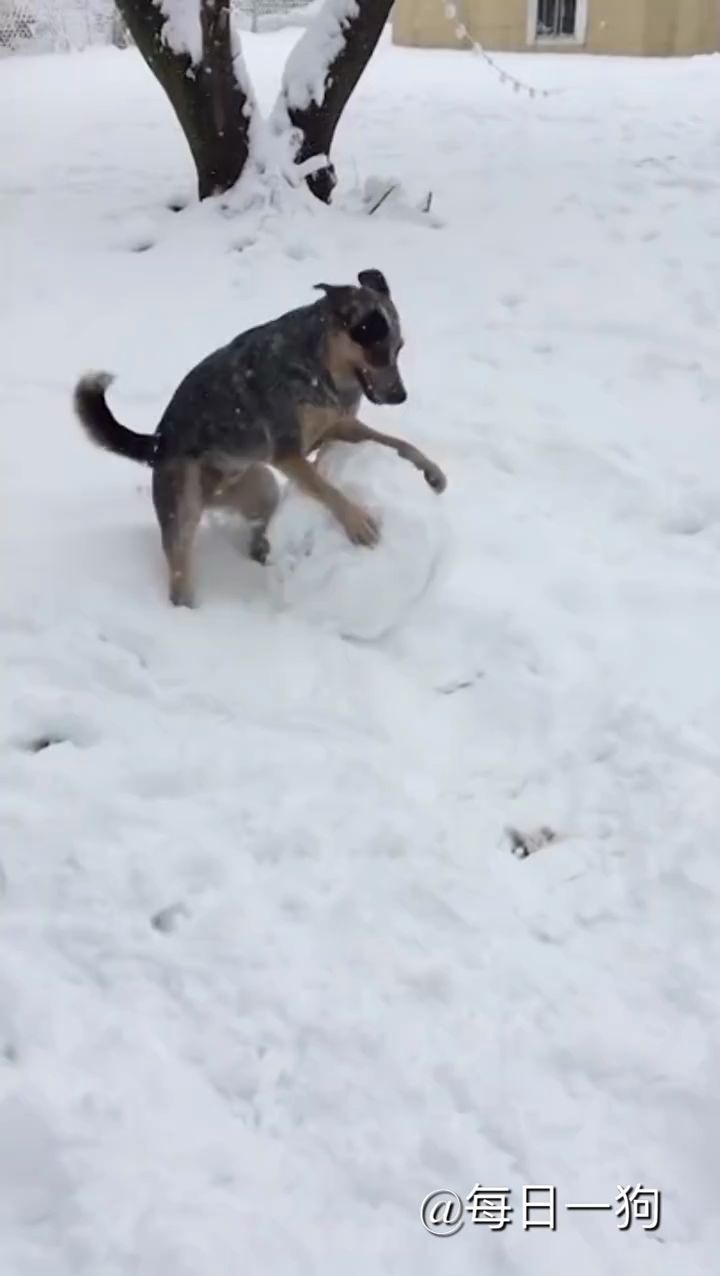 狗玩雪表情包图片