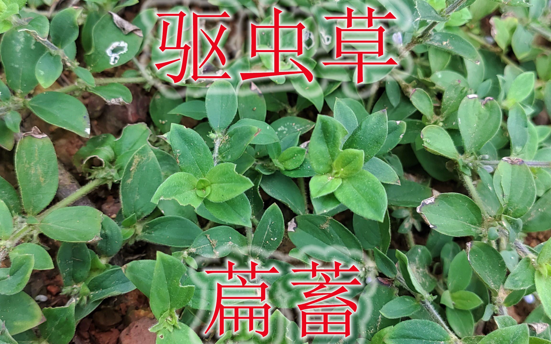 农村户外 野生草药 植物 萹蓄 采药人 三农 民间传统野菜"萹蓄",植物