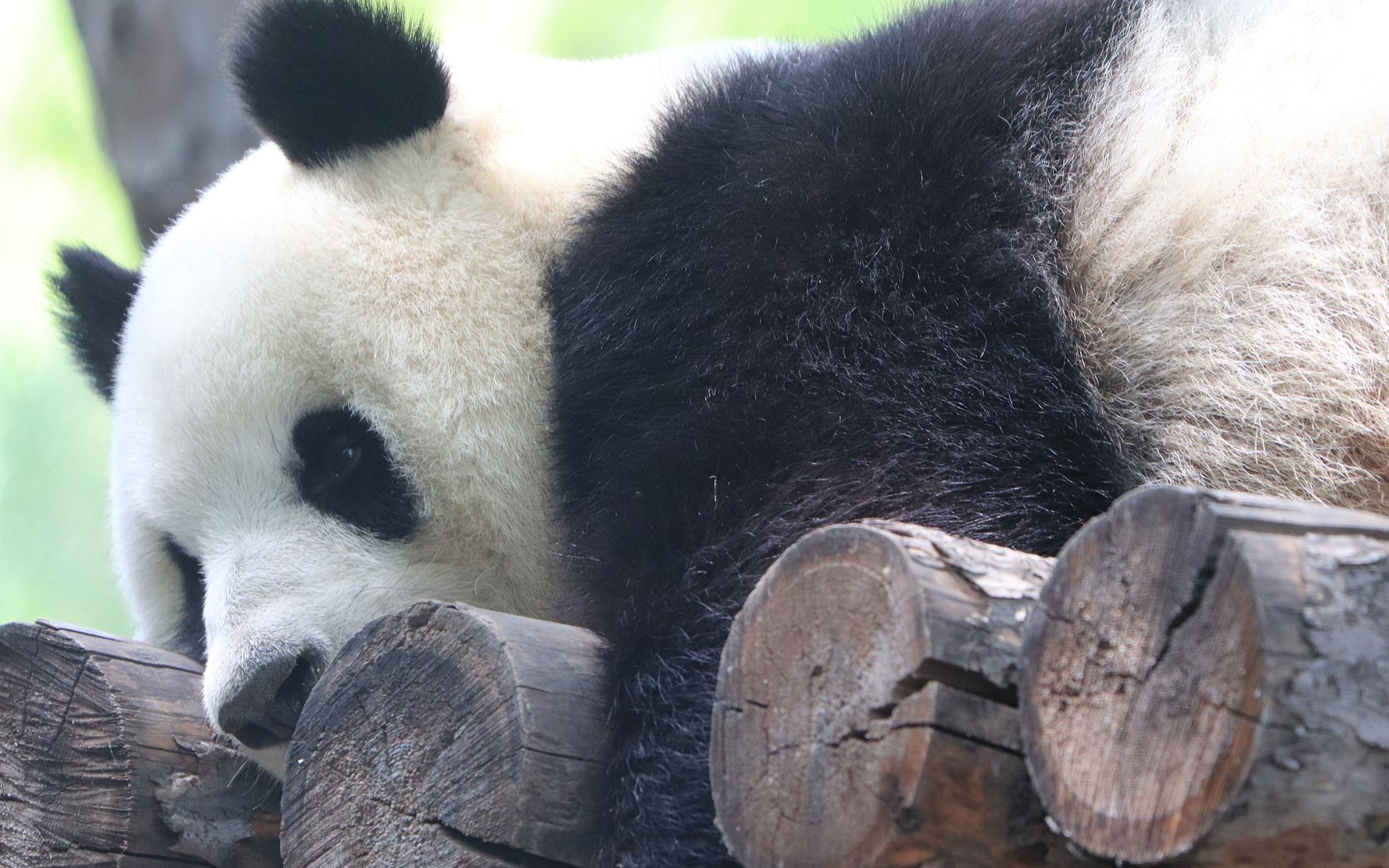 活动作品大熊猫萌萌闭眼梦话睁眼呲牙20200616